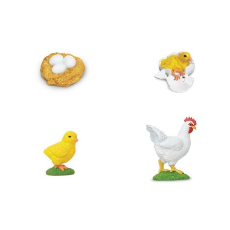 Life Cycle Of A Chicken