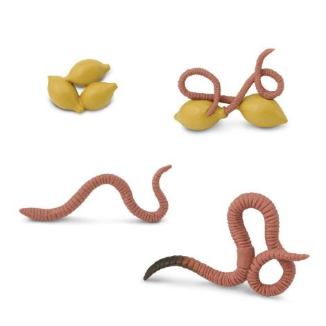 Life Cycle Of A Worm